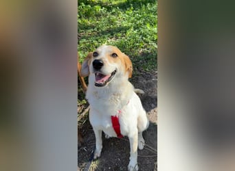 Traumhund Doby sucht seine Familie!