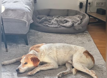 Traumhund Doby sucht seine Familie!