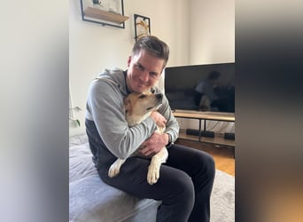 Traumhund Doby sucht seine Familie!