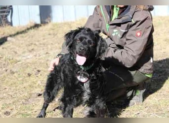 Rufus, Epagneul Breton-Mix, geb. 2013, wachsamer Hof- und Begleithund