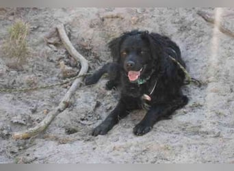 Rufus, Epagneul Breton-Mix, geb. 2013, wachsamer Hof- und Begleithund
