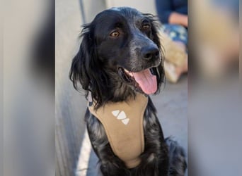 Geraldino - ein Sonnenschein auf 4 Pfoten