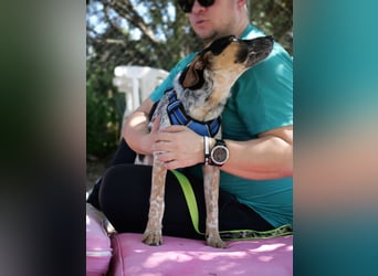 Ornix - so eine Färbung hat die Welt noch nicht gesehen!