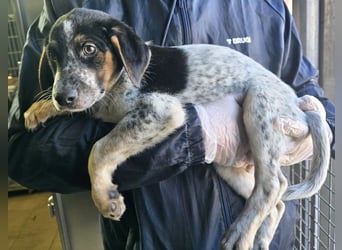 Ornix - unser Unikat