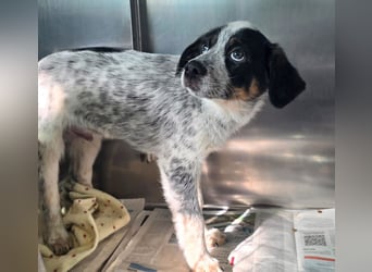 Oceano - Augen mit so viel Tiefe wie der Ozean