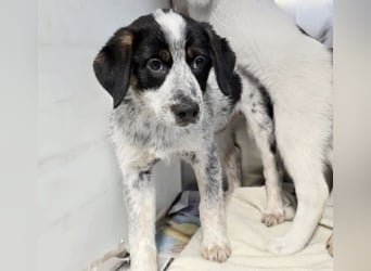 Oceano - Augen mit so viel Tiefe wie der Ozean