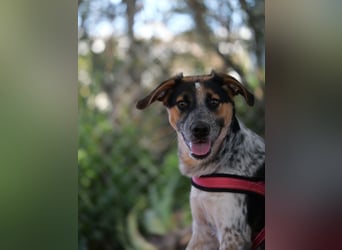 Ornix - so eine Färbung hat die Welt noch nicht gesehen!