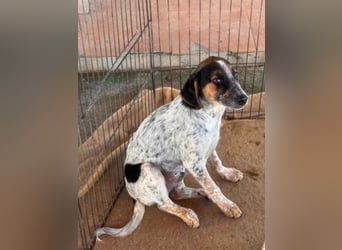 Ornix - so eine Färbung hat die Welt noch nicht gesehen!