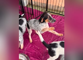 Ornix - so eine Färbung hat die Welt noch nicht gesehen!