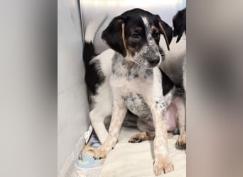 Ornix - unser Unikat