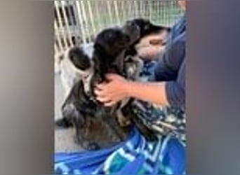 Geraldino - ein Sonnenschein auf 4 Pfoten