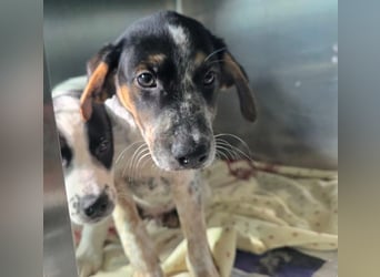 Ornix - unser Unikat