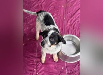 Oceano möchte endlich die Welt entdecken