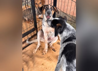 Ornix - so eine Färbung hat die Welt noch nicht gesehen!