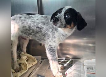 Oceano - Augen mit so viel Tiefe wie der Ozean