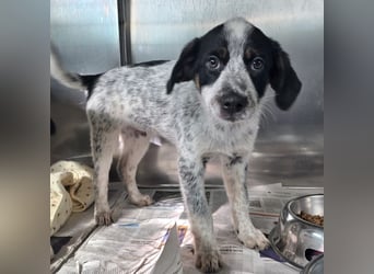 Oceano - Augen mit so viel Tiefe wie der Ozean