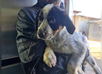 Ornix - unser Unikat