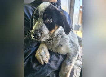 Oceano - Augen mit so viel Tiefe wie der Ozean