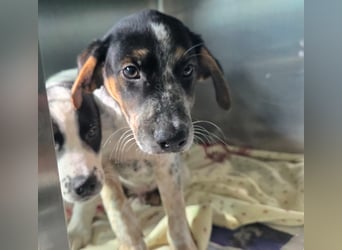 Ornix - unser Unikat