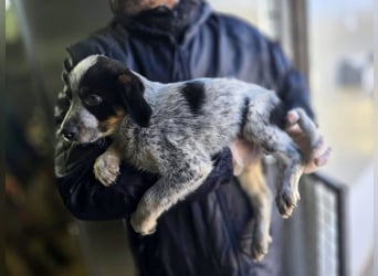 Oceano - Augen mit so viel Tiefe wie der Ozean