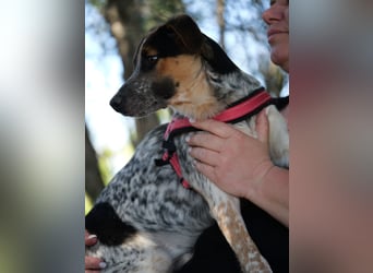 Ornix - so eine Färbung hat die Welt noch nicht gesehen!