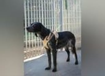 Geraldino - ein Sonnenschein auf 4 Pfoten