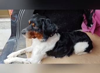 Sargento – lebensfroher Bretonen-Spaniel