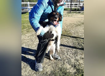 Sargento – lebensfroher Bretonen-Spaniel