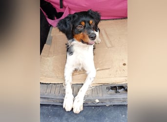 Sargento – lebensfroher Bretonen-Spaniel