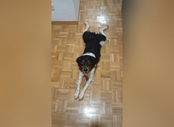 Sargento – lebensfroher Bretonen-Spaniel