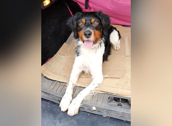Sargento – lebensfroher Bretonen-Spaniel