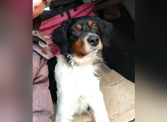 Sargento – lebensfroher Bretonen-Spaniel