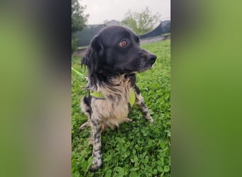 Timmy - In letzter Minute gerettet