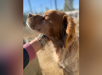 Hier kommt der wundervolle Argo!