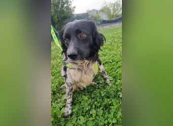 Timmy - In letzter Minute gerettet
