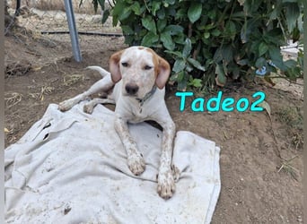 Tadeo2 geb. 10/2025 (ESP) - freundlicher und anhänglicher Bretonen-Mix Welpe!