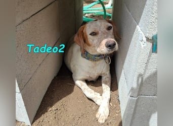 Tadeo2 geb. 10/2025 (ESP) - freundlicher und anhänglicher Bretonen-Mix Welpe!