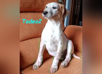 Tadeo2 geb. 10/2025 (ESP) - freundlicher und anhänglicher Bretonen-Mix Welpe!