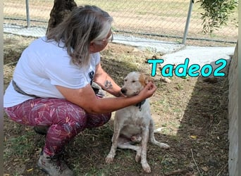 Tadeo2 geb. 10/2025 (ESP) - freundlicher und anhänglicher Bretonen-Mix Welpe!