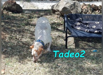 Tadeo2 geb. 10/2025 (ESP) - freundlicher und anhänglicher Bretonen-Mix Welpe!