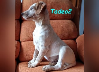 Tadeo2 geb. 10/2025 (ESP) - freundlicher und anhänglicher Bretonen-Mix Welpe!