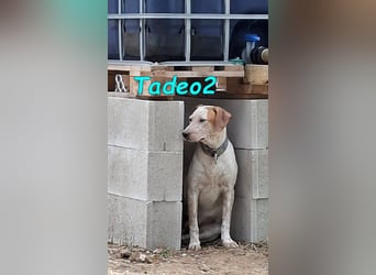 Tadeo2 geb. 10/2025 (ESP) - freundlicher und anhänglicher Bretonen-Mix Welpe!