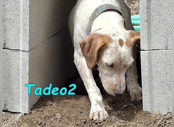 Tadeo2 geb. 10/2025 (ESP) - freundlicher und anhänglicher Bretonen-Mix Welpe!