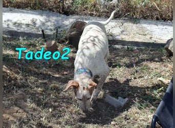 Tadeo2 geb. 10/2025 (ESP) - freundlicher und anhänglicher Bretonen-Mix Welpe!