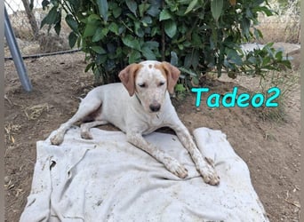 Tadeo2 geb. 10/2025 (ESP) - freundlicher und anhänglicher Bretonen-Mix Welpe!