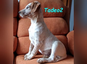Tadeo2 geb. 10/2025 (ESP) - freundlicher und anhänglicher Bretonen-Mix Welpe!