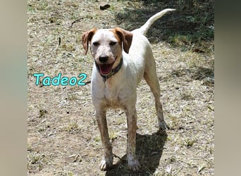 Tadeo2 geb. 10/2025 (ESP) - freundlicher und anhänglicher Bretonen-Mix Welpe!