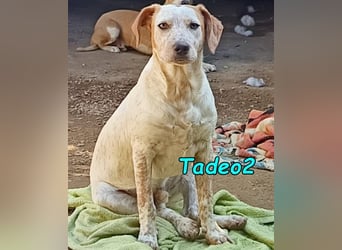 Tadeo2 geb. 10/2025 (ESP) - freundlicher und anhänglicher Bretonen-Mix Welpe!