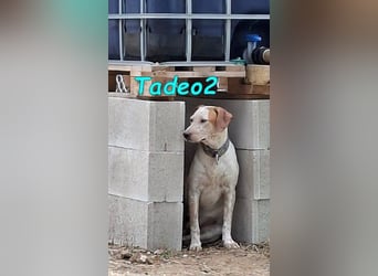 Tadeo2 geb. 10/2025 (ESP) - freundlicher und anhänglicher Bretonen-Mix Welpe!
