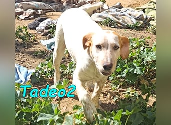 Tadeo2 geb. 10/2025 (ESP) - freundlicher und anhänglicher Bretonen-Mix Welpe!